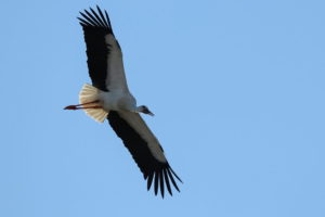 Weißstorch im Flug, Ciconia ciconia, White stork, Klapperstorch, Rottal